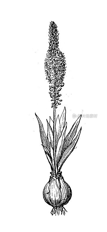 古董插图:Drimia maritima，海squill